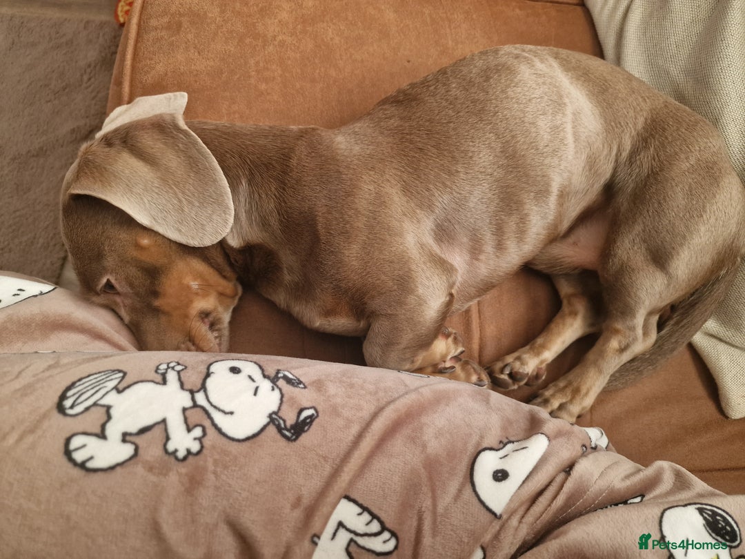 Dachshund dogs for sale: Snoopy the daschund  - Advert 2