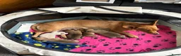 Chiweenie dogs for sale: Chihuahua cross dashcund puppies in Edinburgh - Advert 8