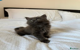 Maine Coon cats for sale: Blue Main Coon - Image 3