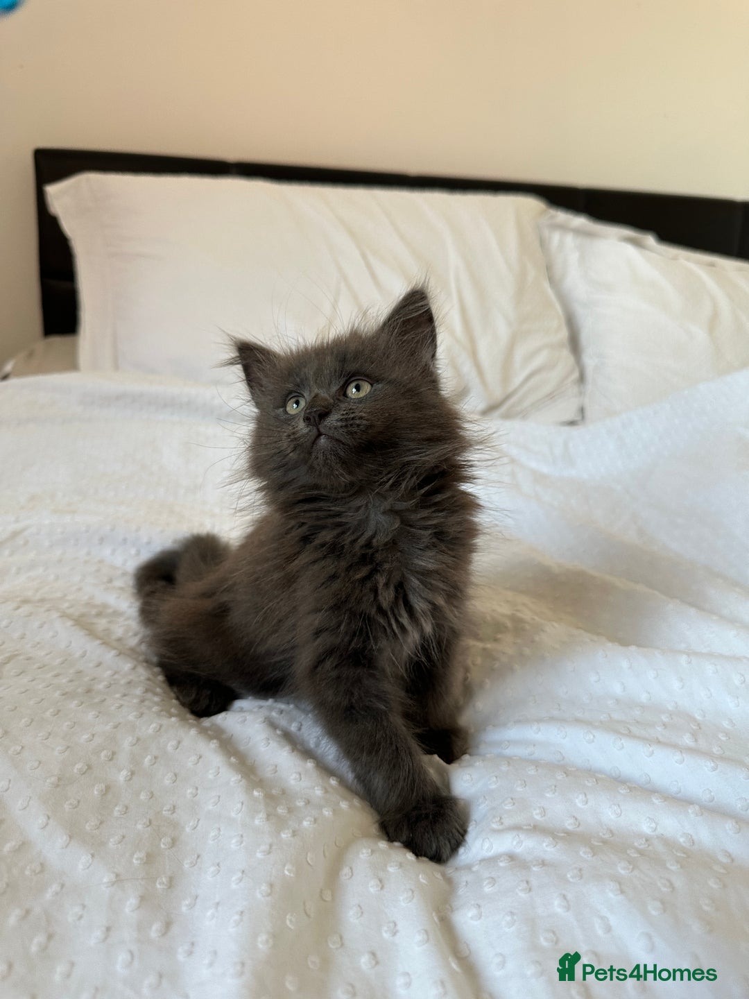 Maine Coon cats for sale: Blue Main Coon - Image 3