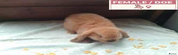 Dwarf Lop rabbits for sale: Pretty Female & Male Baby Dwarf Lop Rabbits - Advert 6