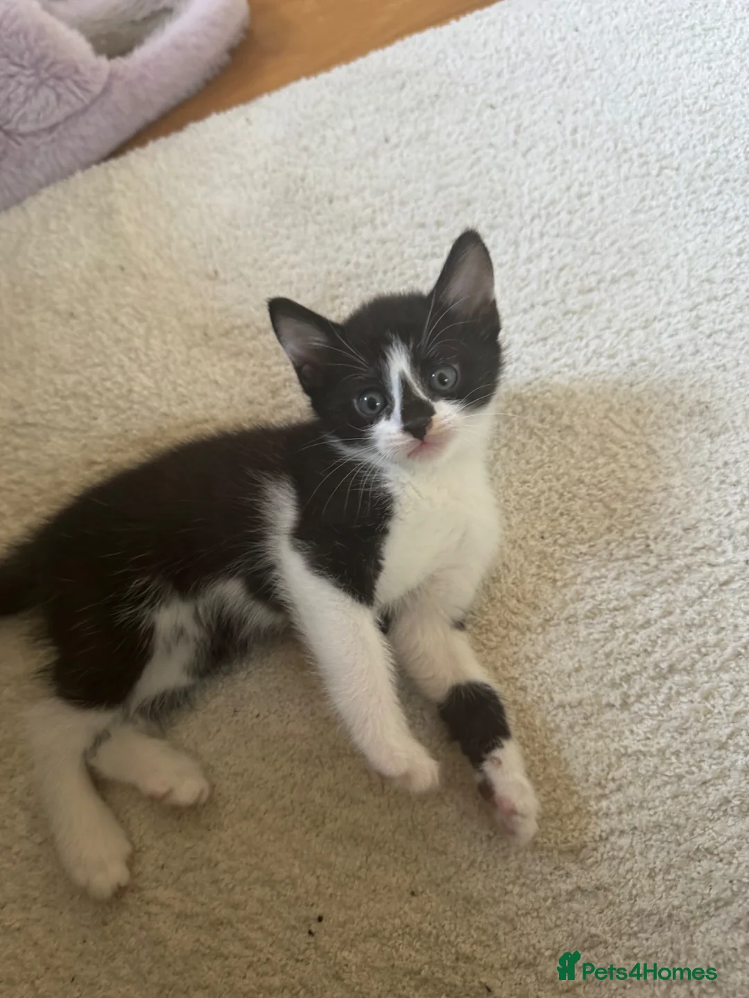 Mixed Breed cats for sale: Mixed Breed kittens for sale  in Harrow - Advert 2