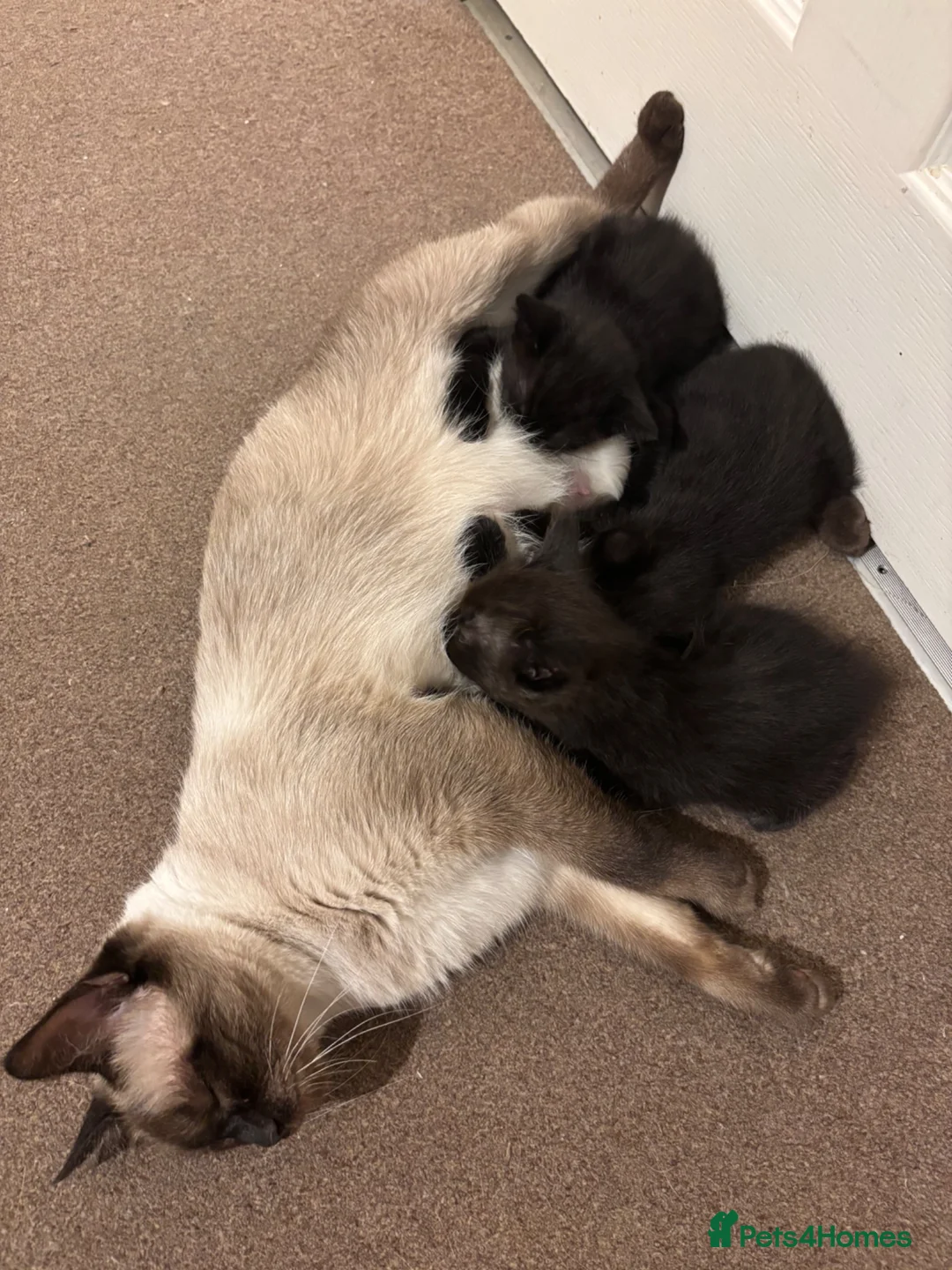 Mixed Breed cats for sale: Lovely ragdoll x kittens  - Advert 2