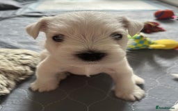 Miniature Schnauzer dogs for sale: Pure White KC REG Miniature schnauzer puppies  - Image 5