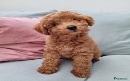 Miniature Poodle dogs for sale: READY NOW !Adorable Miniature Poodle Puppies! in London - Image 10