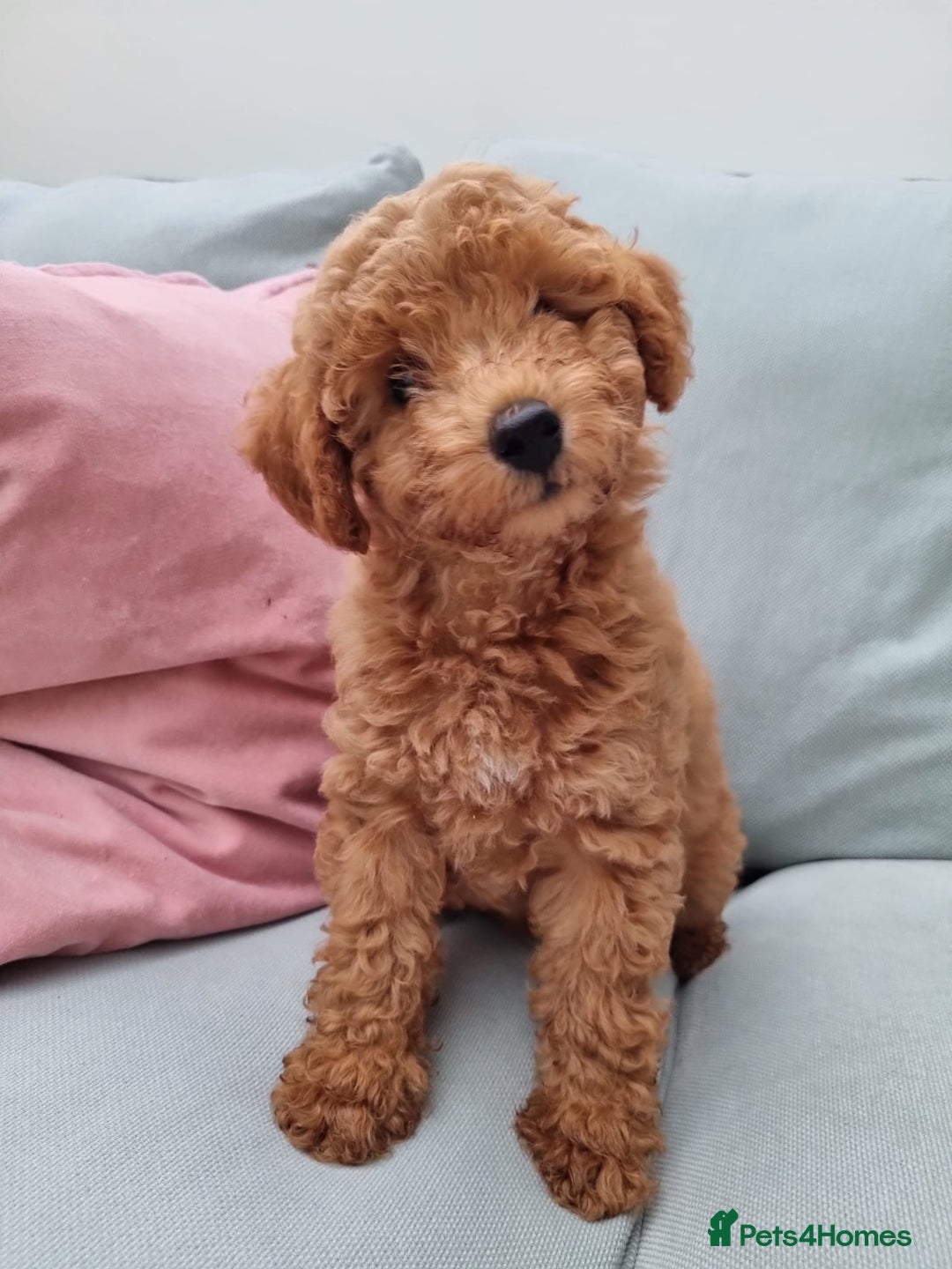Miniature Poodle dogs for sale: READY NOW !Adorable Miniature Poodle Puppies! in London - Image 10