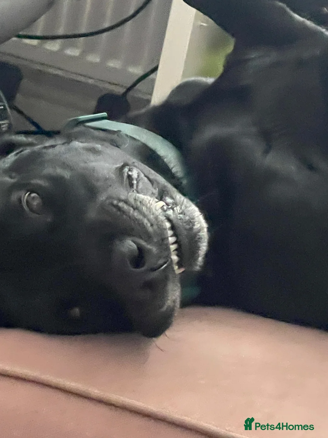 Mixed Breed dogs for sale: Black curly coated Labrador in Fleetwood - Advert 6