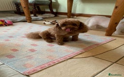 Toy Poodle dogs for sale: Adorable Toy Poodle princess looking for a home! - Image 4