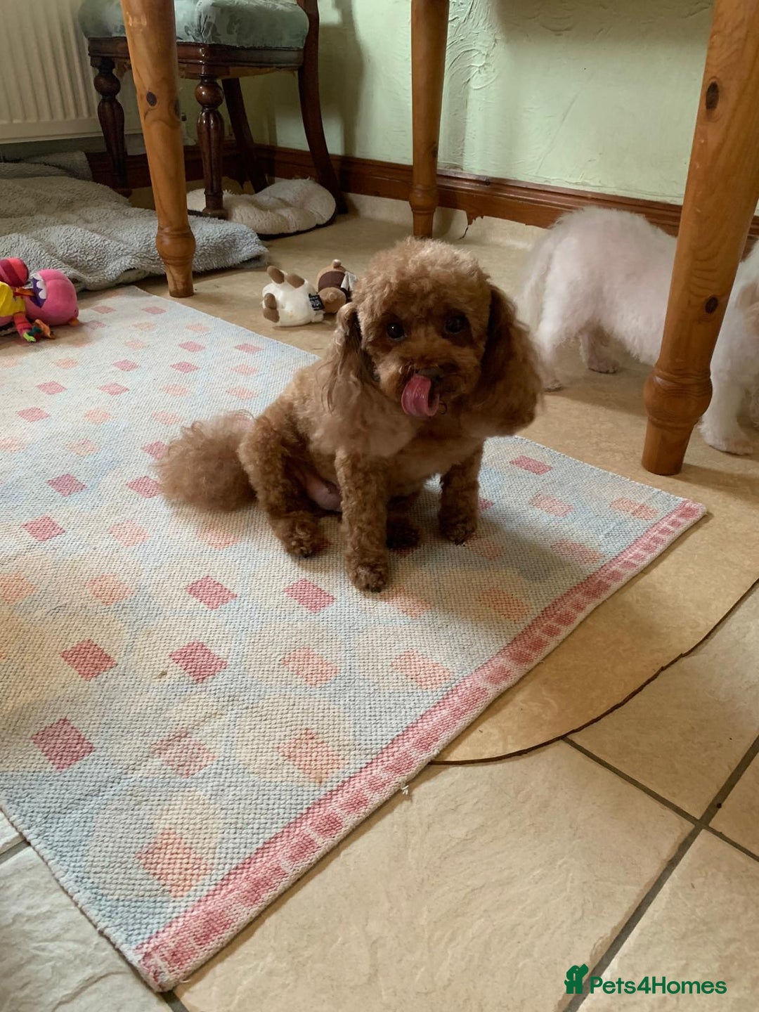Toy Poodle dogs for sale: Adorable Toy Poodle princess looking for a home! - Image 4