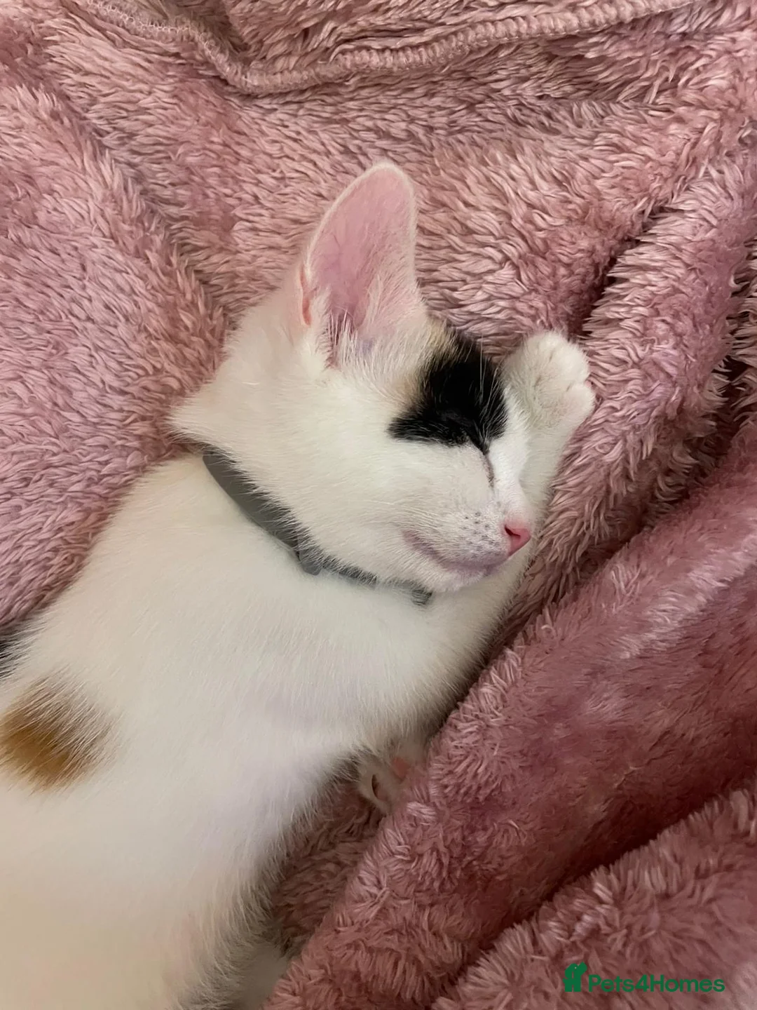 Mixed Breed cats for sale: Cute kitten for rehoming - Advert 2