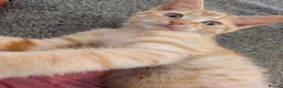 British Shorthair cats for sale: Male a ginger 16 week old kitten - Advert 1