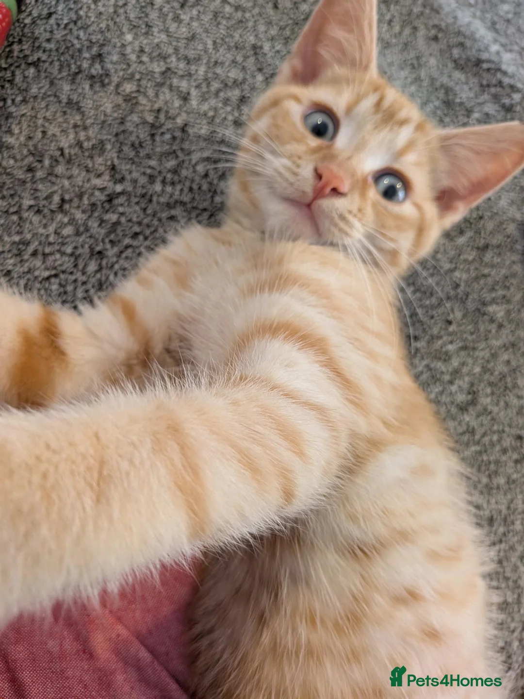 British Shorthair cats for sale: Male a ginger 16 week old kitten - Advert 1