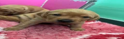 Labrador Retriever dogs for sale: FiOx red Labradors  - Advert 6