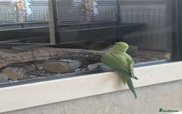 Ringnecks birds for sale: Hand reared ringneck - Image 4