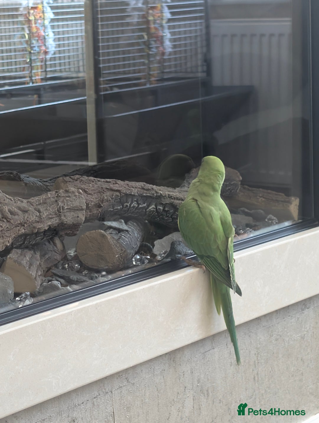 Ringnecks birds for sale: Hand reared ringneck - Image 4