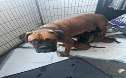 Boxer dogs for sale: Beautiful boxer babies bob/long  - Image 39