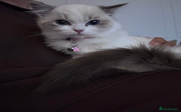 Ragdoll cats Beautiful ragdoll for sale - Advert 1