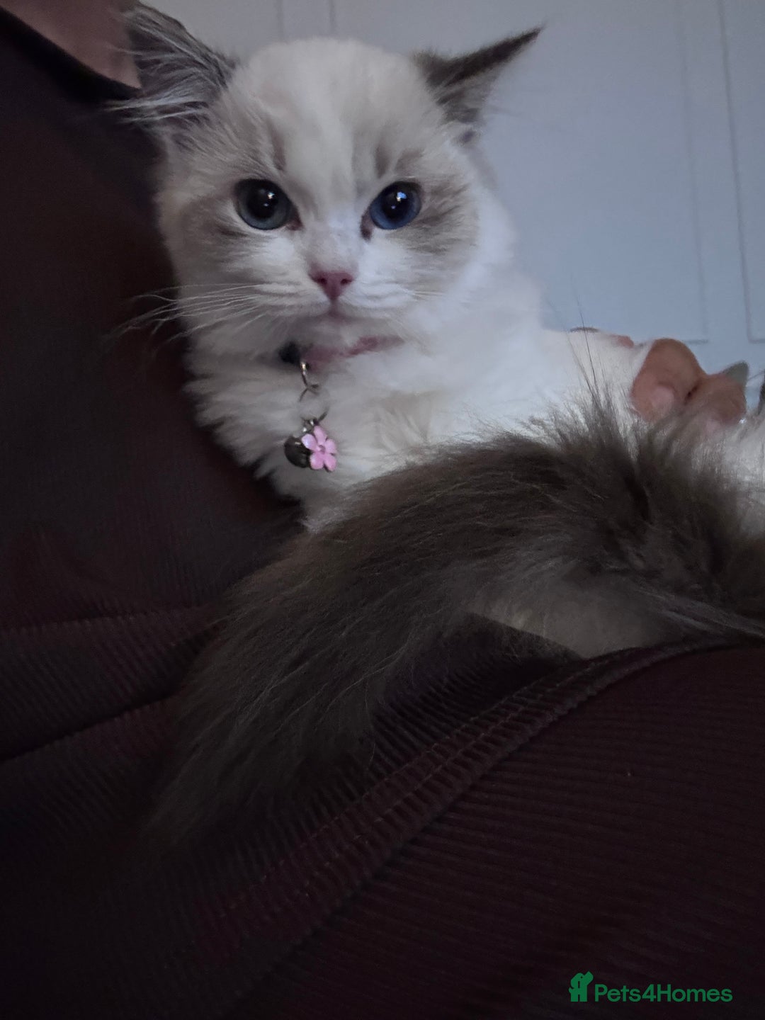 Ragdoll cats for sale: Beautiful ragdoll for sale - Advert 1