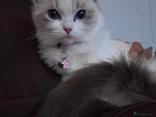 Ragdoll cats Beautiful ragdoll for sale - Advert 1