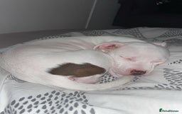 Mixed Breed dogs for sale: Lottie - Image 3