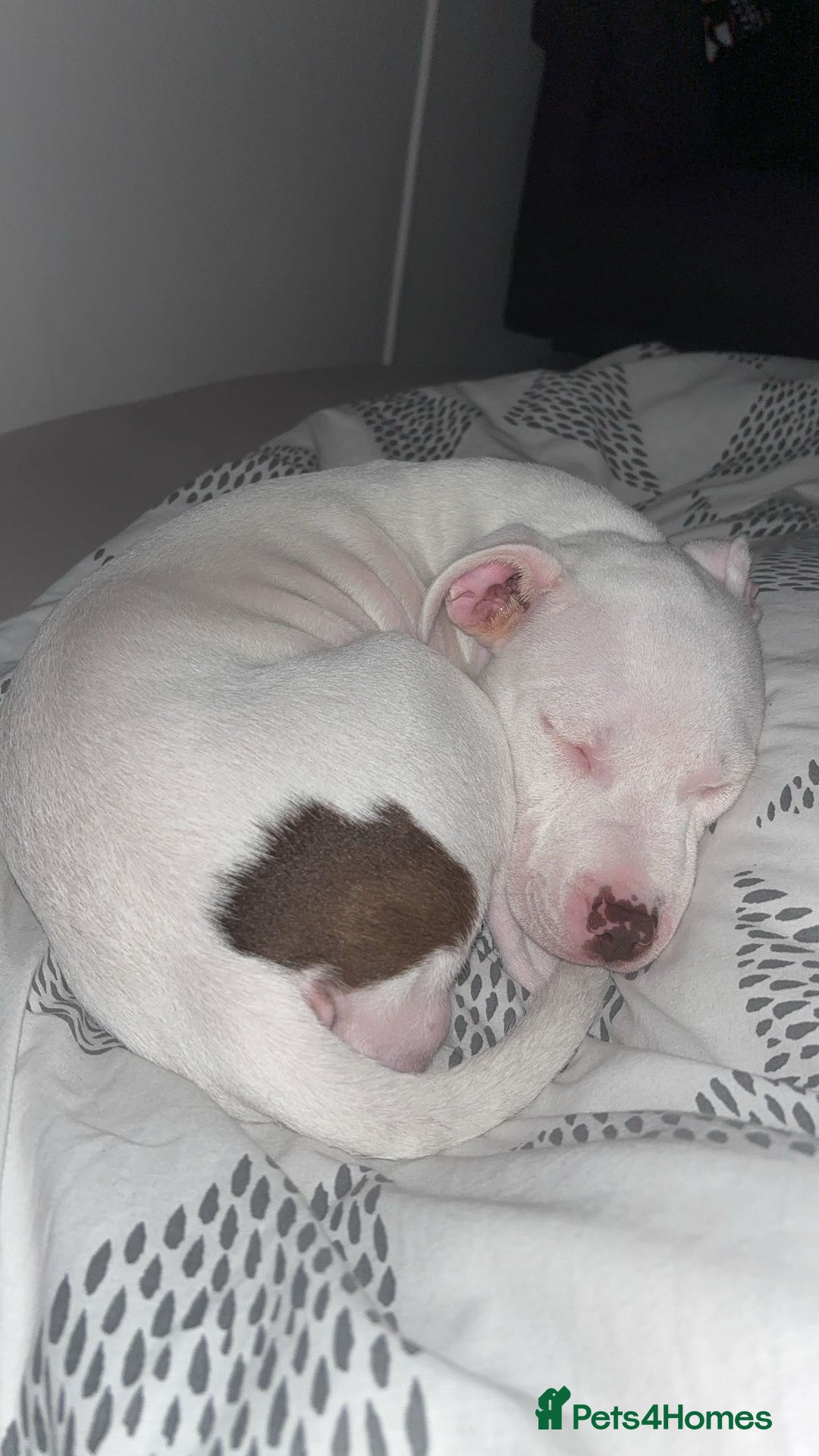 Mixed Breed dogs for sale: Lottie - Image 3