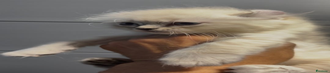 American Curl Kitten 1