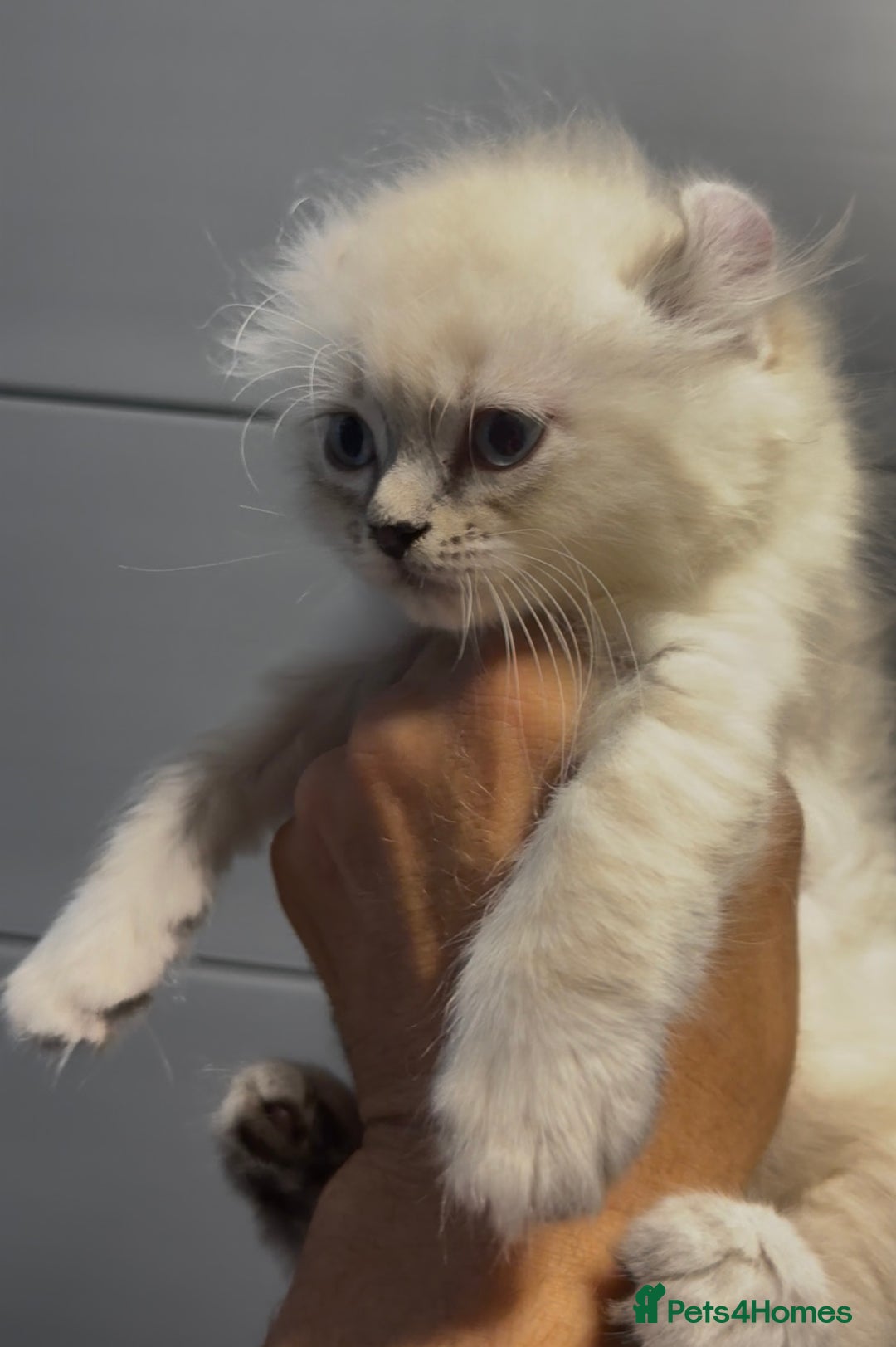 American Curl cats for sale: American curl silver,tabby rare breed - Image 6