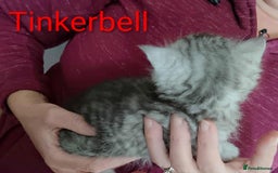 Persian cats for sale: Persian Cross - Ready 12th November  - Image 10