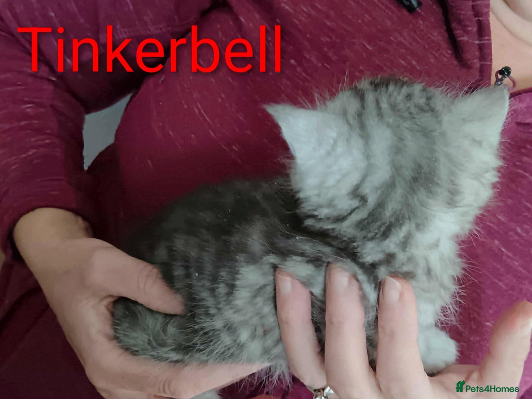 Persian cats for sale: Persian Cross - Ready 12th November  - Image 10