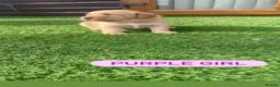 Cockerdor dogs for sale: 6 beautiful cockerdor puppies - Advert 15