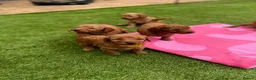 Cockapoo dogs for sale: 7 beautiful Cockapoo - Advert 24