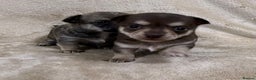 Chihuahua dogs for sale: 2 Female chihuahua puppies  - Advert 14