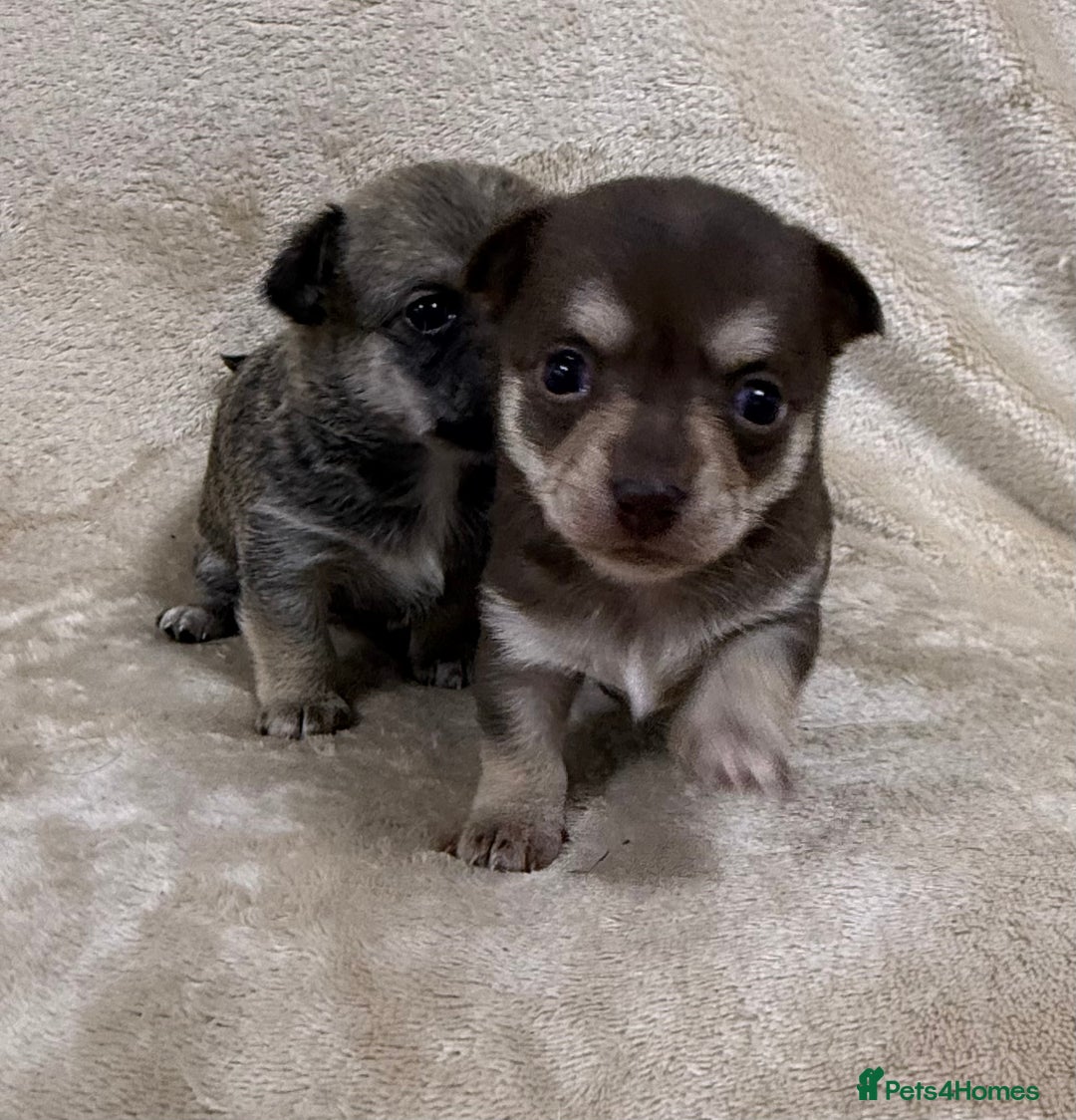 Chihuahua dogs for sale: 2 Female chihuahua puppies  - Advert 14