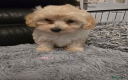 Maltipoo dogs for sale: MALTIPOO PUPPIES FOR SALE - Image 19