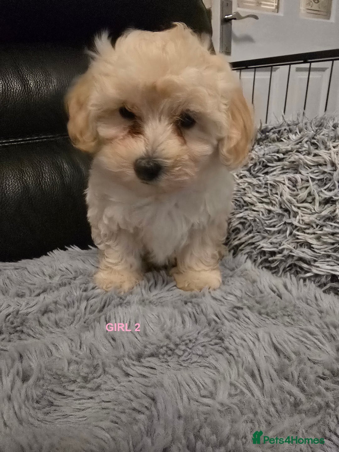 Maltipoo dogs for sale: MALTIPOO PUPPIES FOR SALE - Image 19