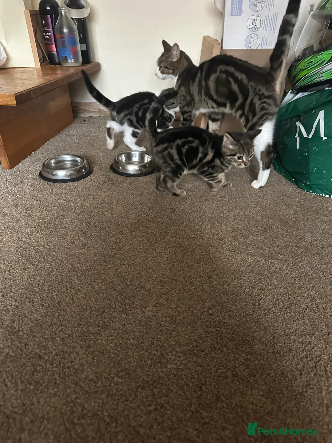 Mixed Breed cats for sale: Two playful kittens  - Advert 2