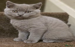 British Shorthair cats for sale: British shorthair  - Image 14