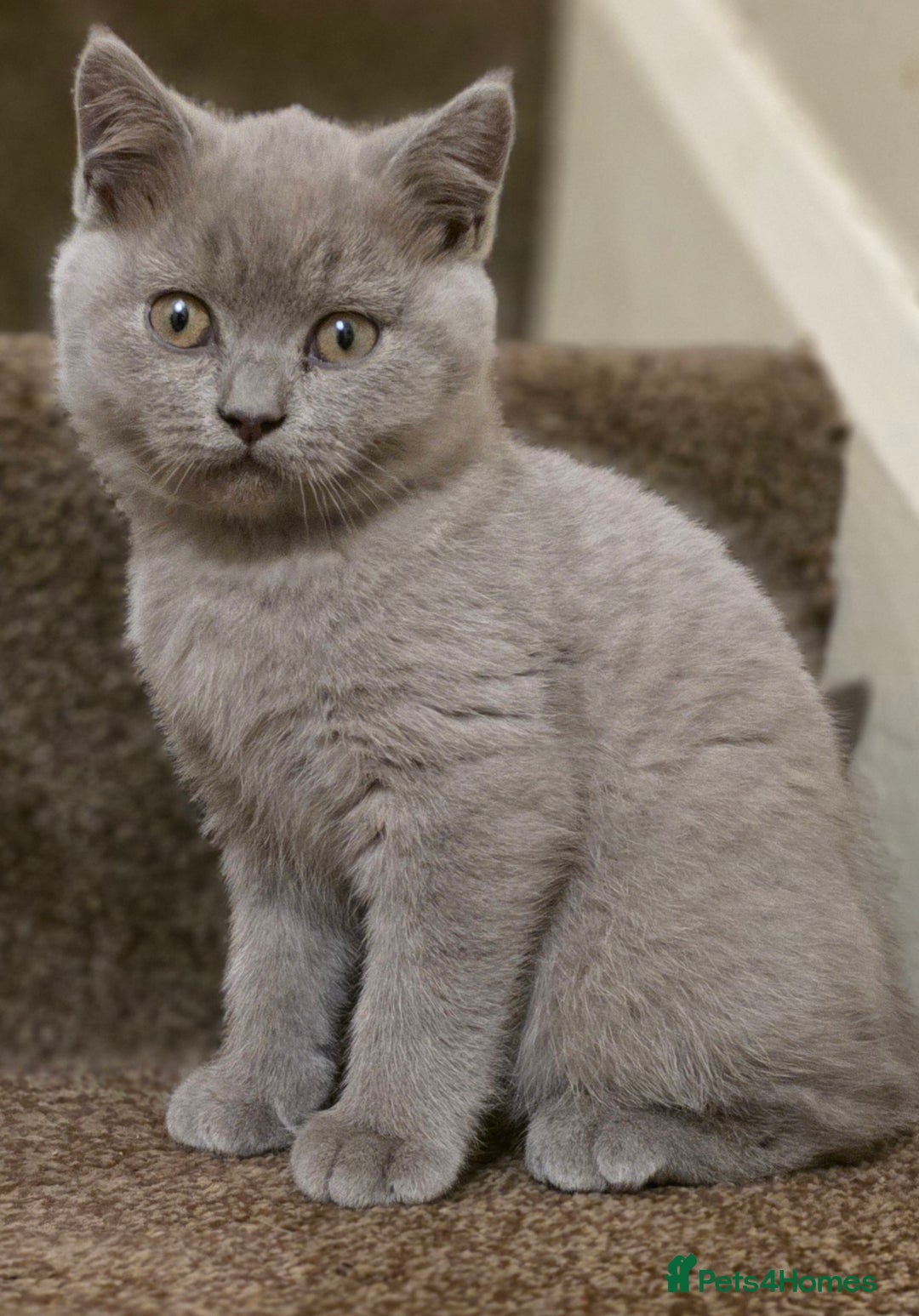 British Shorthair cats for sale: British shorthair  - Image 14