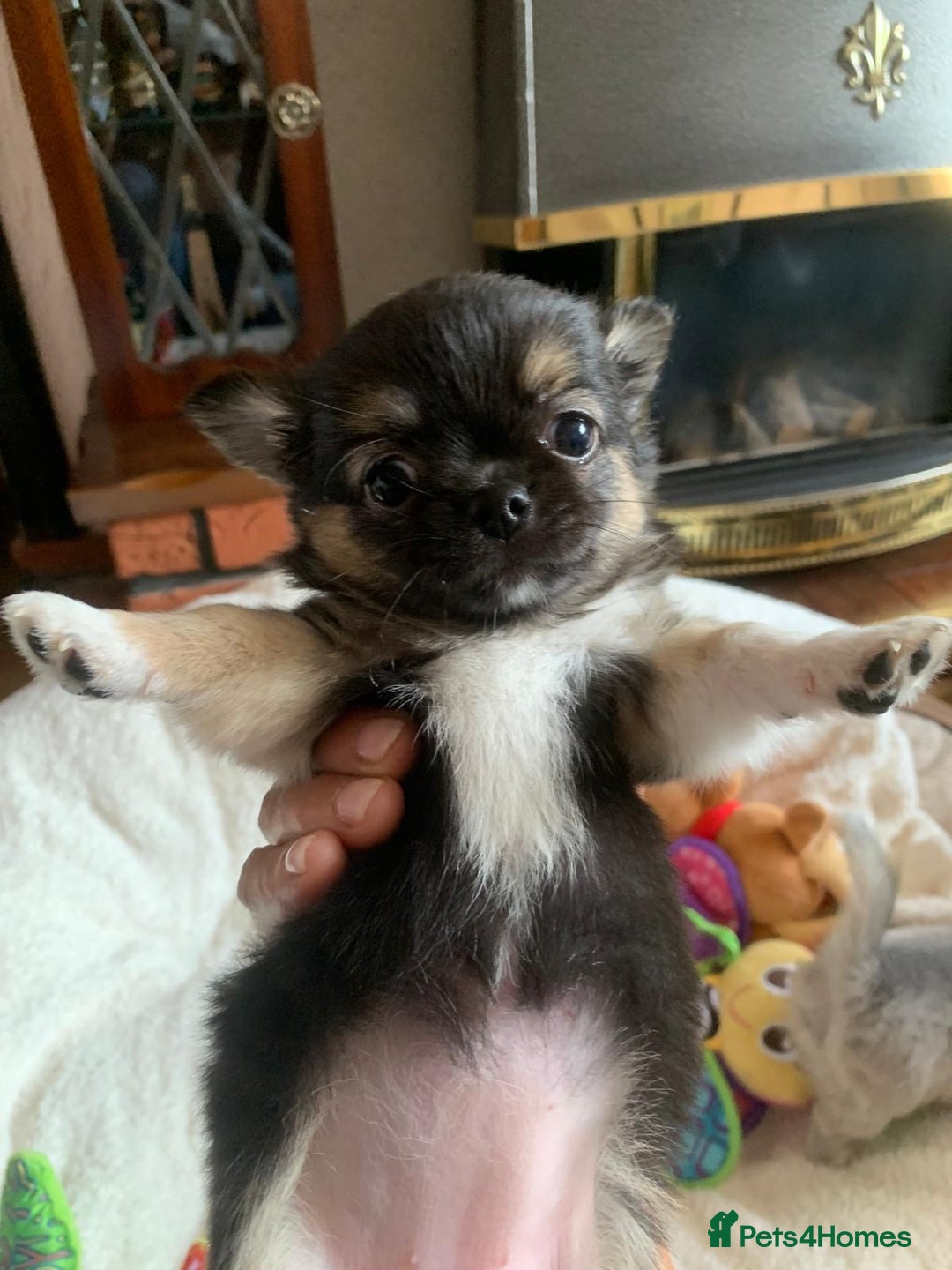 Chihuahua dogs for sale: Adorable semi long coat chihuahua puppies - Image 6