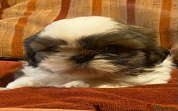 Shih Tzu dogs for sale: Pure bred pedigree Shih Tzu puppies - Advert 5