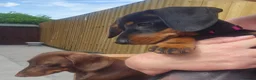 Miniature Dachshund dogs for sale: Miniture Dachshund female in Belper - Advert 2