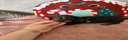 Miniature Dachshund dogs for sale: Beautiful minture dachshunds puppies  - Advert 4