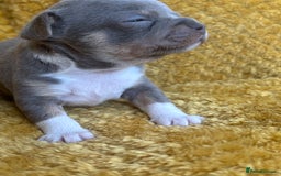 Chihuahua dogs for sale: Ready now ***Lilac girls - Image 18