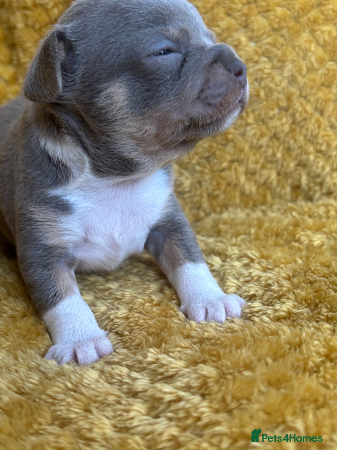 Chihuahua dogs for sale: Ready now ***Lilac girls - Image 18