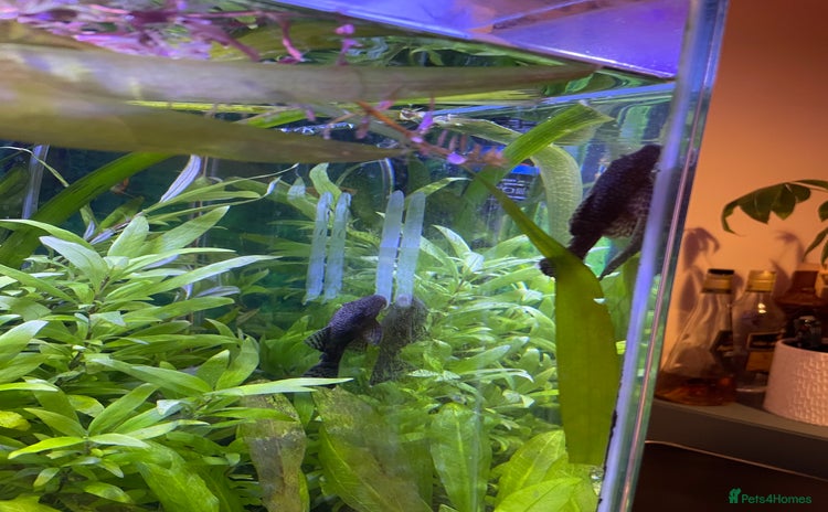 Plecos fish - Advert 1