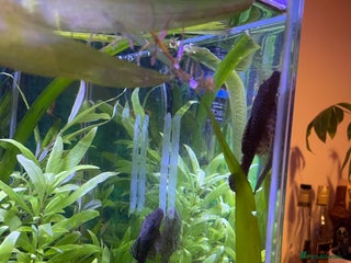 Plecos fish - Advert 18