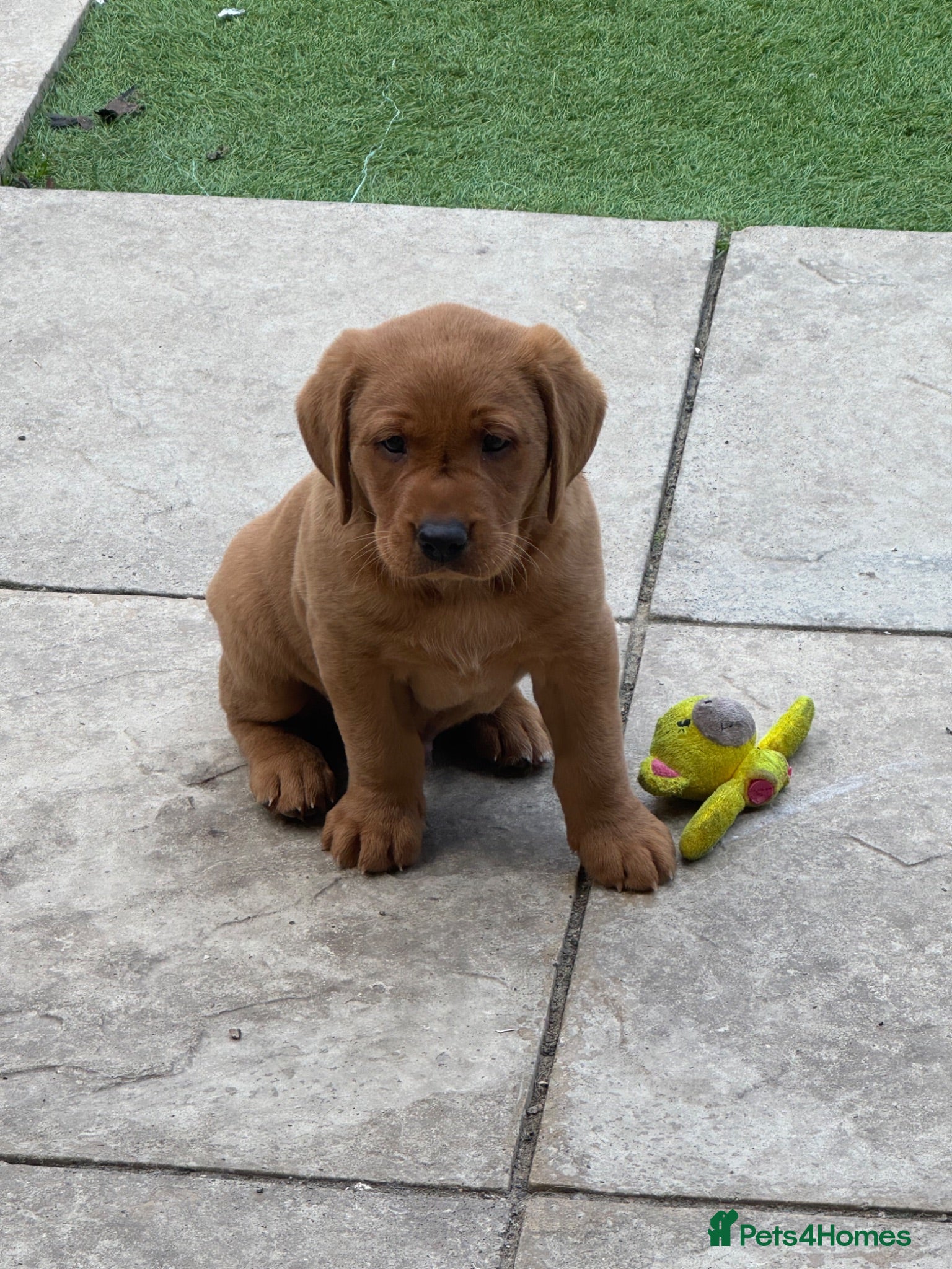 Labrador Retriever dogs Fox red Labrador Retriever puppy - Advert 15