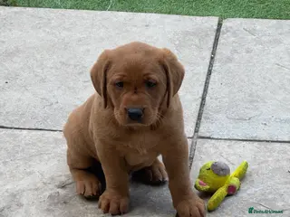 Labrador Retriever dogs Fox red Labrador Retriever puppy - Advert 1