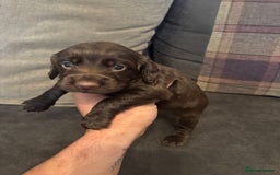 Cocker Spaniel dogs for sale: cocker spaniel pups for sale short tailed workers - Image 9