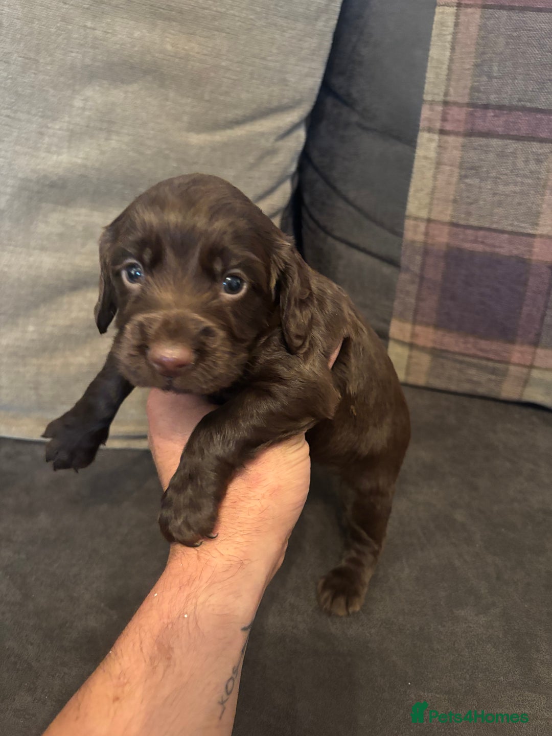 Cocker Spaniel dogs for sale: cocker spaniel pups for sale short tailed workers - Image 9